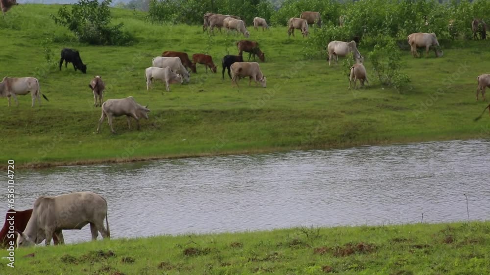 Herd of zebu and a sheep grazing on riverbank. Static shot Herd of zebu and a sheep grazing on riverbank. Static shot