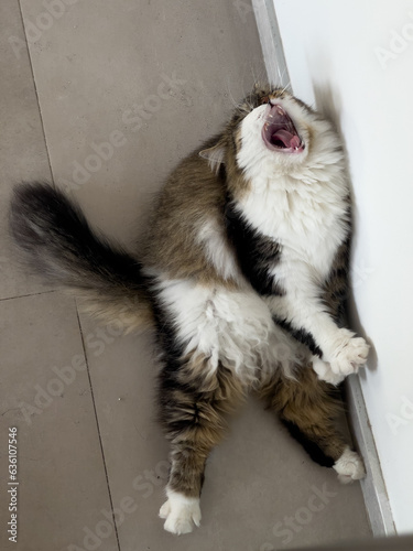 Crazy cat roaring :)