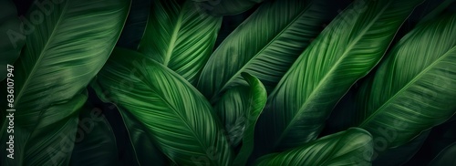 Abstract green leaf texture with nature background  tropical leaf. 