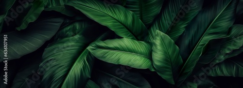 Abstract green leaf texture with nature background  tropical leaf. 