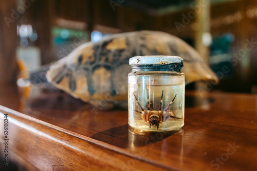 Spider in a jar photo