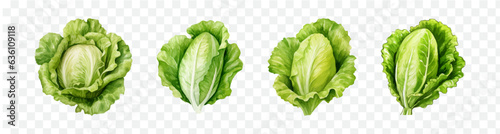 Lettuce watercolor graphic transparent isolated 