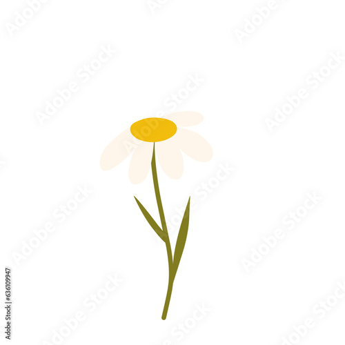 Beautiful Daisy Flowers