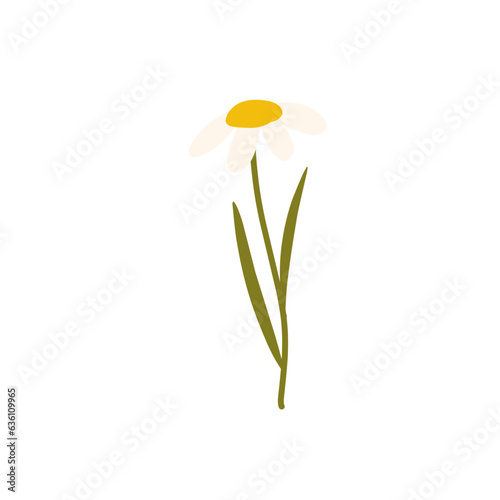 Beautiful Daisy Flowers