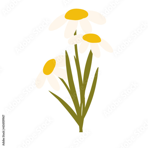 Beautiful Daisy Flowers