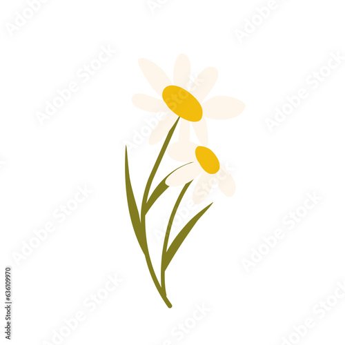 Beautiful Daisy Flowers
