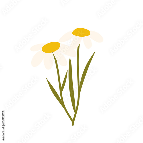Beautiful Daisy Flowers