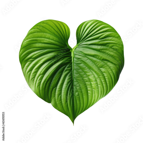 Heart shaped leaves of Elephant ear or taro a tropical plant isolated on transparent background with clipping path