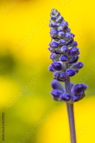 Salvia farinacea photo