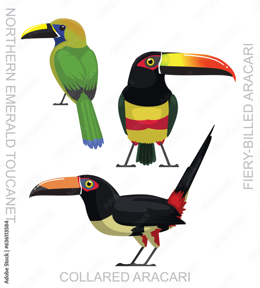 Obraz premium Cute Bird Toucanet Aracari Set Cartoon Vector