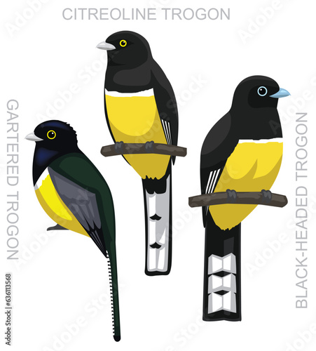 Cute Bird Trogon Yellow Set Cartoon Vector