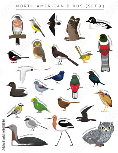 Fototapeta Naklejka Na Ścianę i Meble -  North American Birds Set Cartoon Vector Character 9