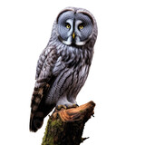 Grey owl perched on tree in Dutch forest
