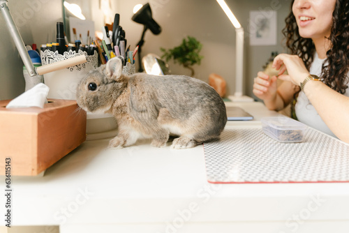 little rabbit on on desk, distracting a young student photo