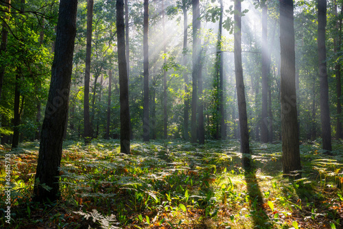 Misty morning in the forest