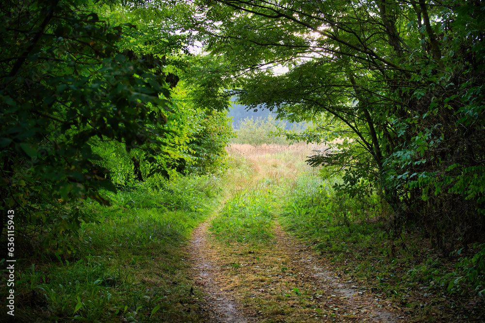 Fototapeta premium Dirt road carving through a forest, natural environment