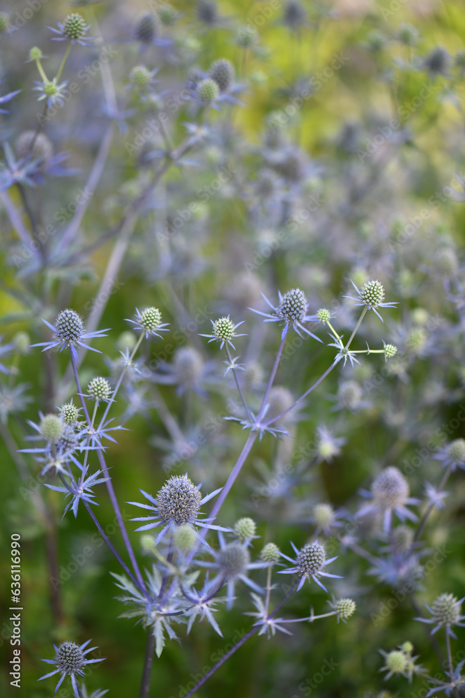 Delicate Blue Sea Holly Flowers In A Summer Garden Delicate Blue Sea Holly Flowers In A Summer Garden