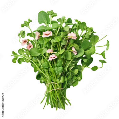 Isolated arugula on transparent background with flowers and leaves