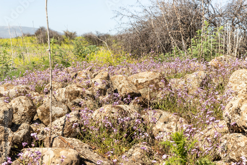 Majestic  nature in Yehudia National Natural Park in northern Israel photo