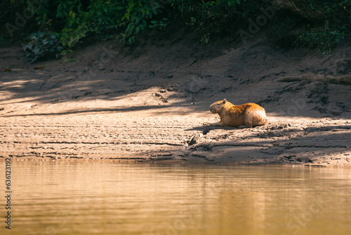 Capibara photo