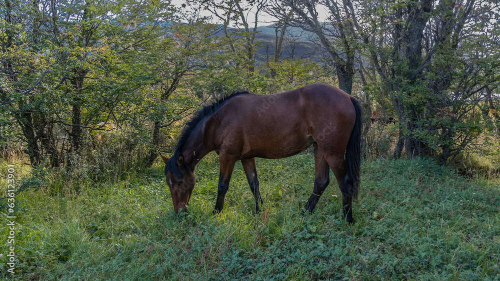 A bay horse is grazing in a clearing, on the green grass. The head is lowered. Trees grow nearby. Mountains in the distance. Argentina. Tierra del Fuego National Park. A bay horse is grazing in a clearing, on the green grass. The head is lowered. Trees grow nearby. Mountains in the distance. Argentina. Tierra del Fuego National Park.