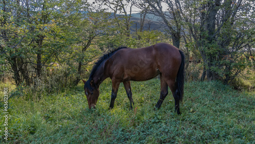 A bay horse is grazing in a clearing, on the green grass. The head is lowered. Trees grow nearby. Mountains in the distance. Argentina. Tierra del Fuego National Park. © Вера 