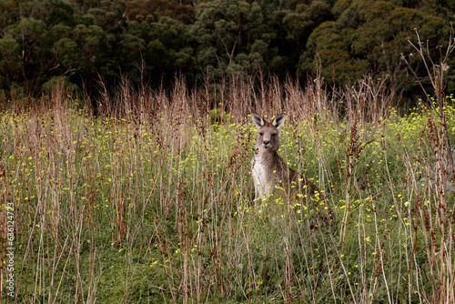 Roo  photo