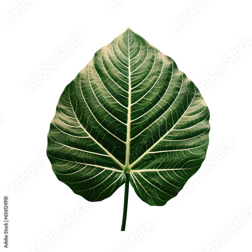 Tropical Alocasia leaf on a transparent background