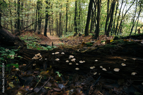 Green natural forest with mushrooms photo