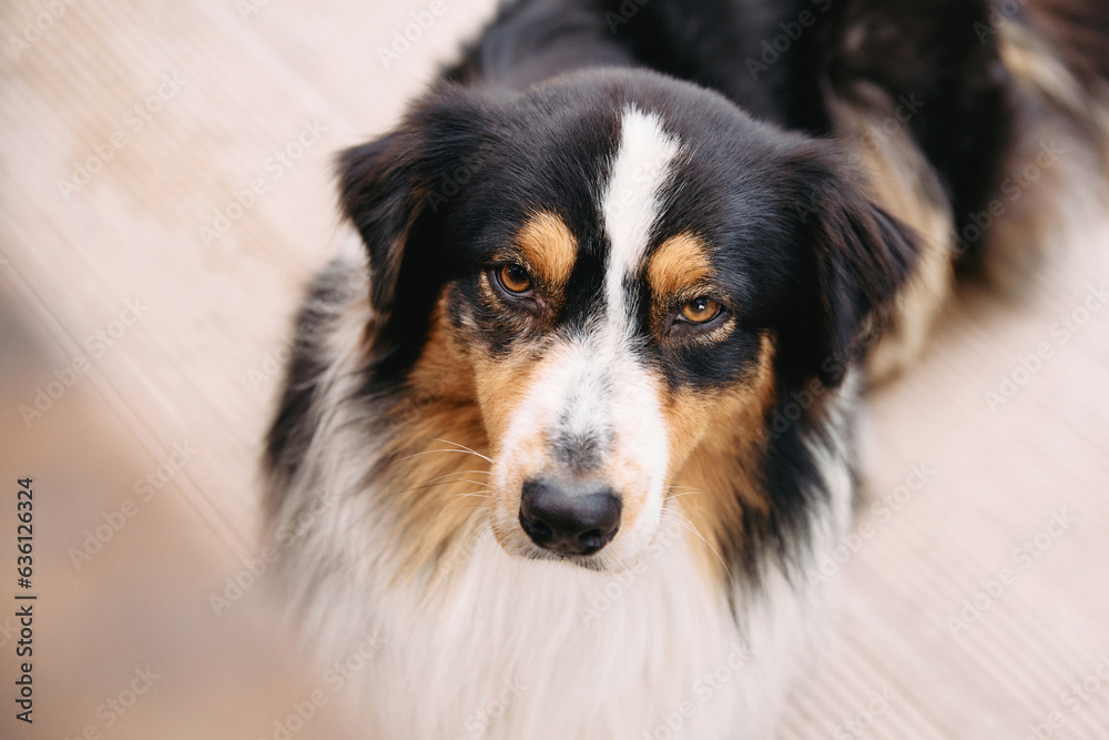 A serious tricolor Australian Shepherd dog looks directly at camera
A serious tricolor Australian Shepherd dog looks directly at camera