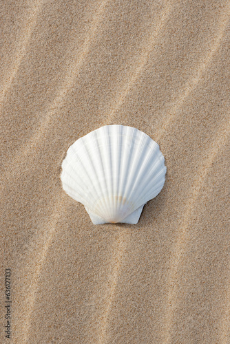 White seashell on wavy sand  photo