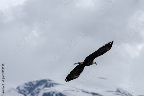 American bald eagle  haliaeetus leucocephalus  with outstretched wings in coastal Alaska United States