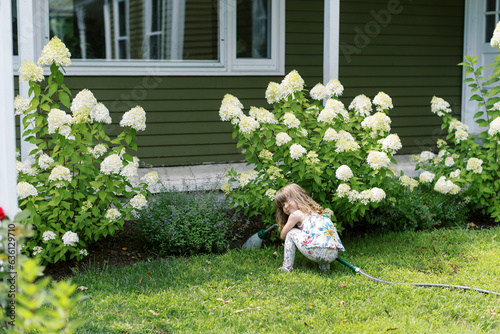 toddler girl in front yard among blooming panicle hydrangeas