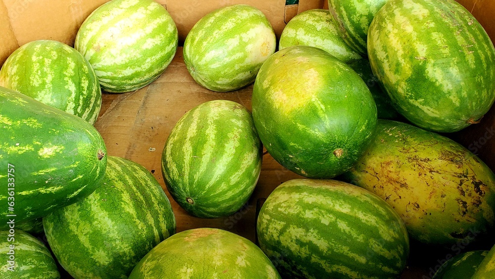 Watermelon Watermelon