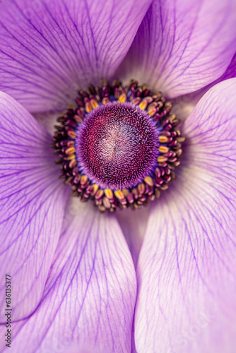 Wallpaper Mural purple anemone Torontodigital.ca