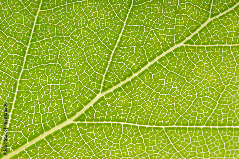 summer nature green leaves abstract background summer nature green leaves abstract background