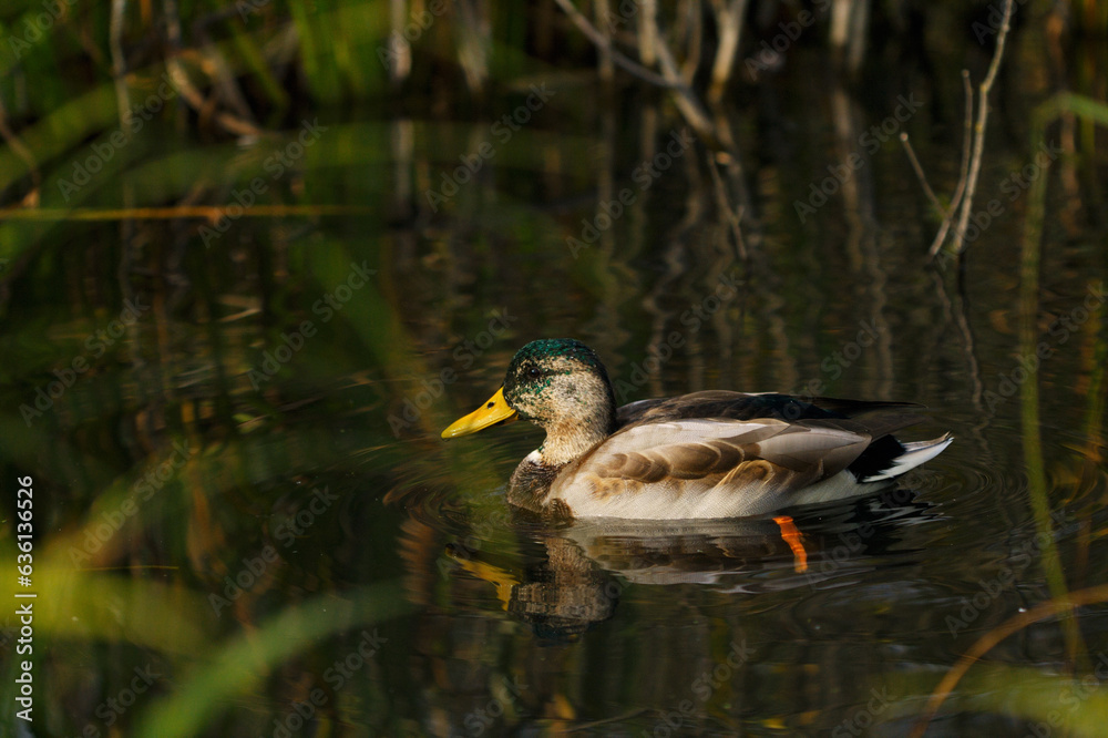 Wild duck autumn nature landscape Wild duck autumn nature landscape