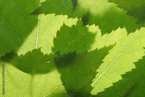 summer nature green leaves abstract background