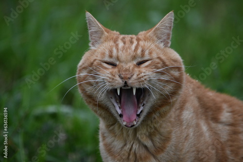 portrait of a red cat with an open mouth