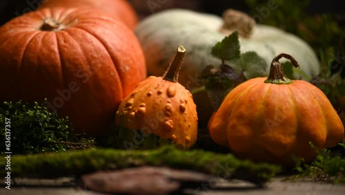 Autumn harvest colorful squashes and pumpkins in different varieties.  photo