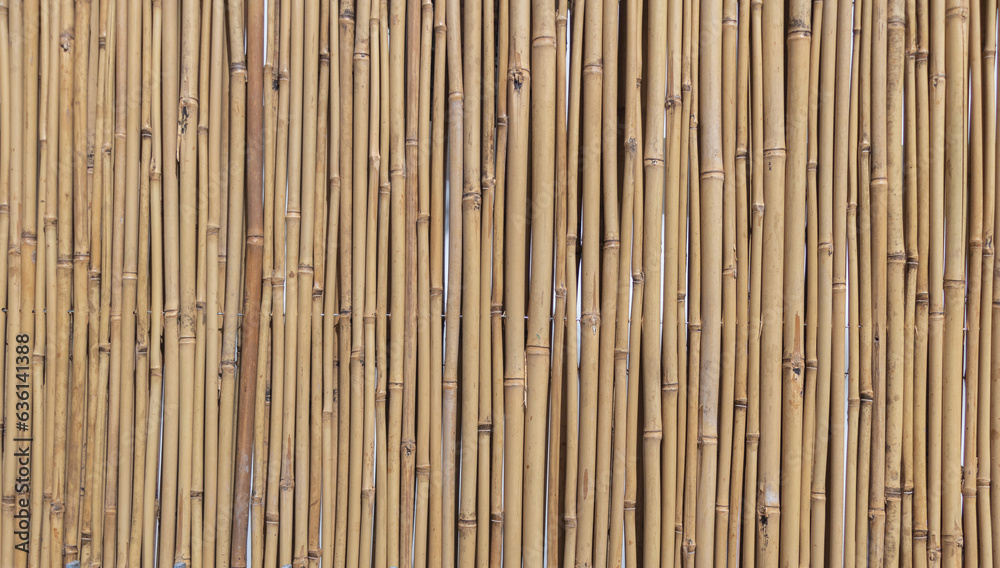 Bamboo fence background texture close up. Bamboo wall pattern Bamboo fence background texture close up. Bamboo wall pattern