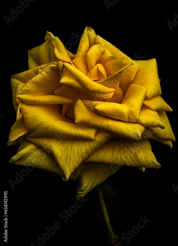 yellow rose  photo