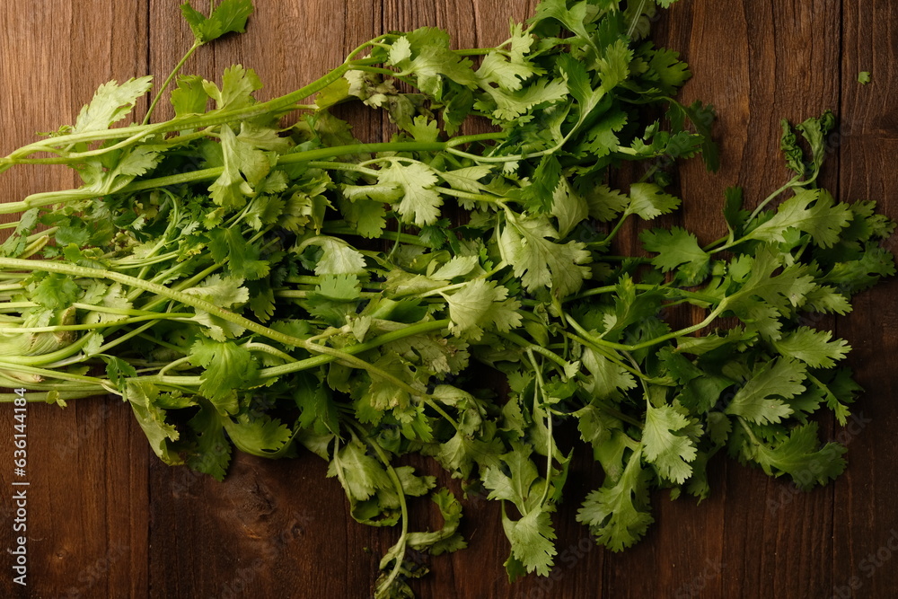 Coriander leaves on brown wooden table. Herb leaves are commonly used for seasoning. Coriandrum sativum Coriander leaves on brown wooden table. Herb leaves are commonly used for seasoning. Coriandrum sativum