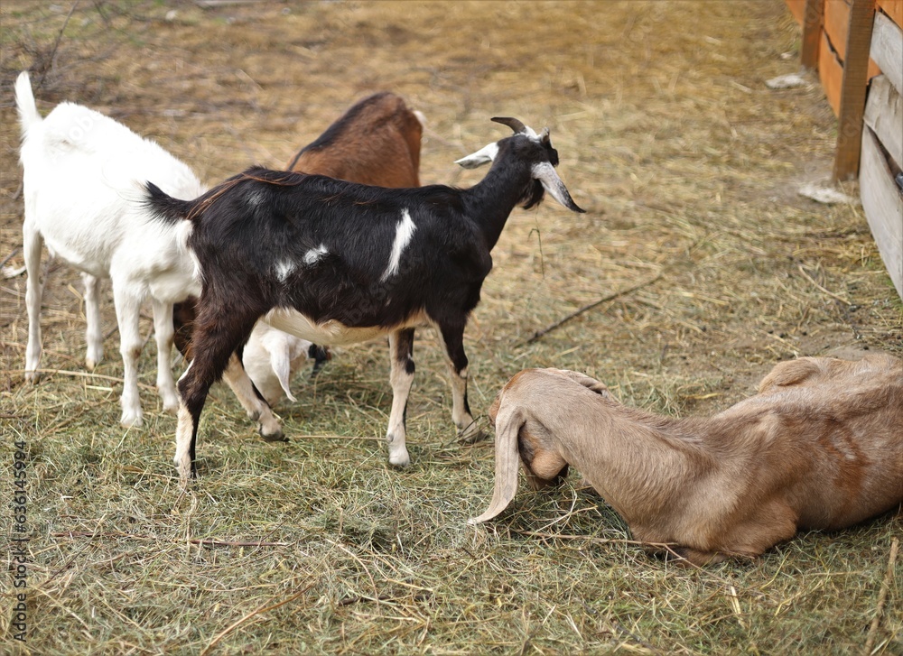 Obraz premium goat and foal