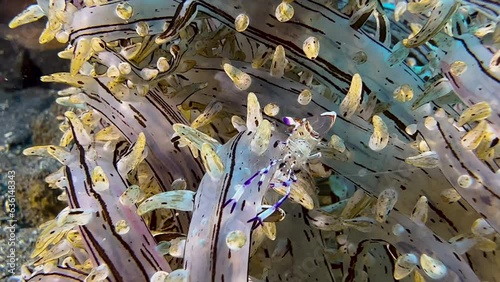 Holthuis anemone shrimp feeding on plankton in a beautiful soft coral. close-up shot, daylight, sandy bottom in background. photo