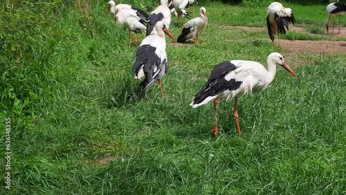 White storks Ciconia ciconia, on green meadow. Wild animal rehabilitation center. Birds in a bad condition recovering on the green field. Storks on rehabilitation. Halych National Nature Park. Ukraine photo