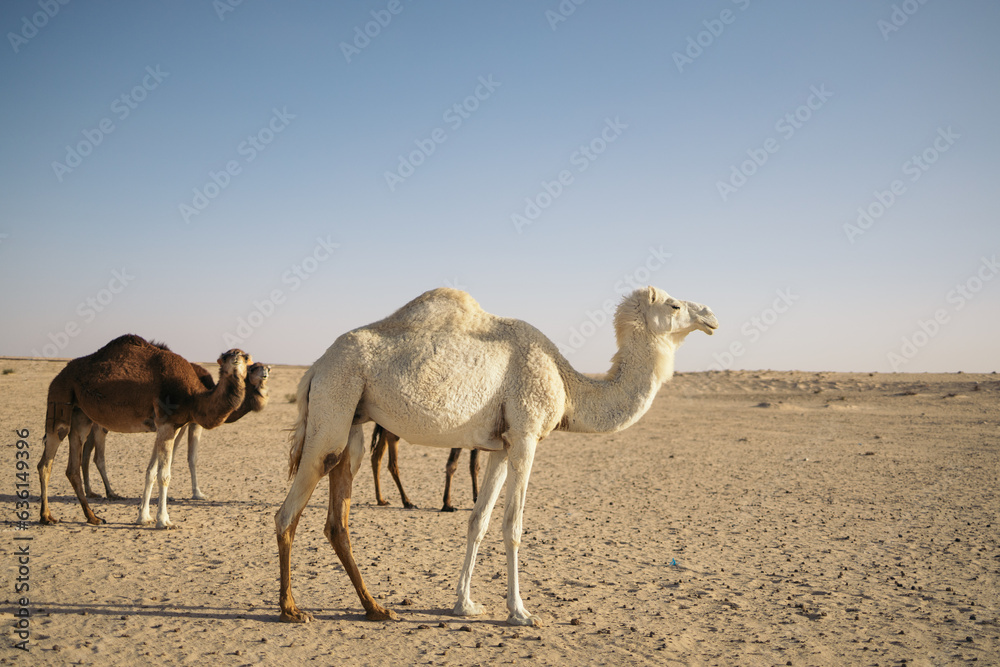 White dromedary in the Sahara desert White dromedary in the Sahara desert