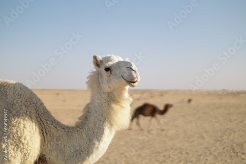 White dromedary in the Sahara desert photo
