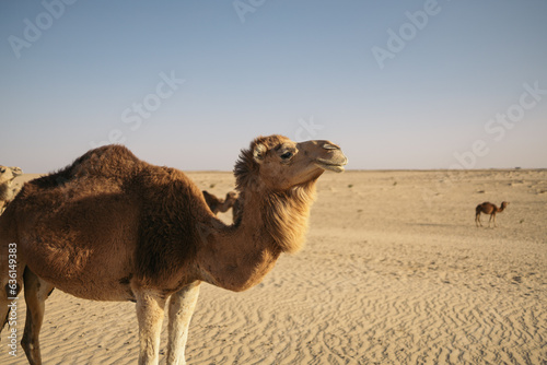 Dromedary camel in the Sahara desert photo