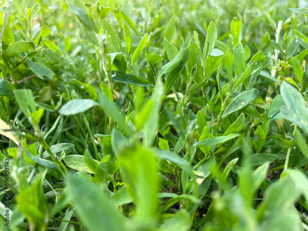 Summer background with green grass.Bright green grass close-up. Summer background with green grass.Bright green grass close-up.